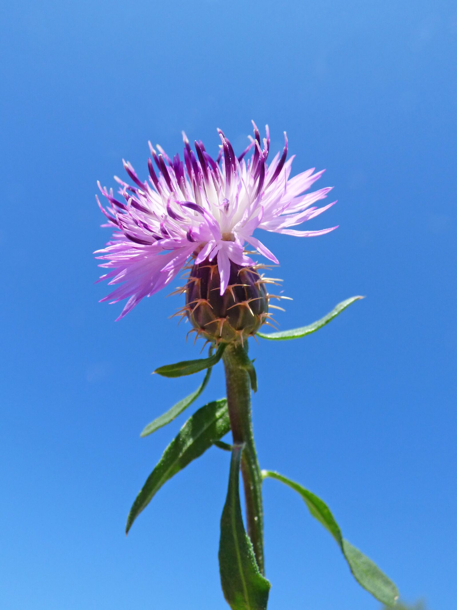 Panasonic Lumix DMC-FZ70 sample photo. Flower, thistle, sky photography