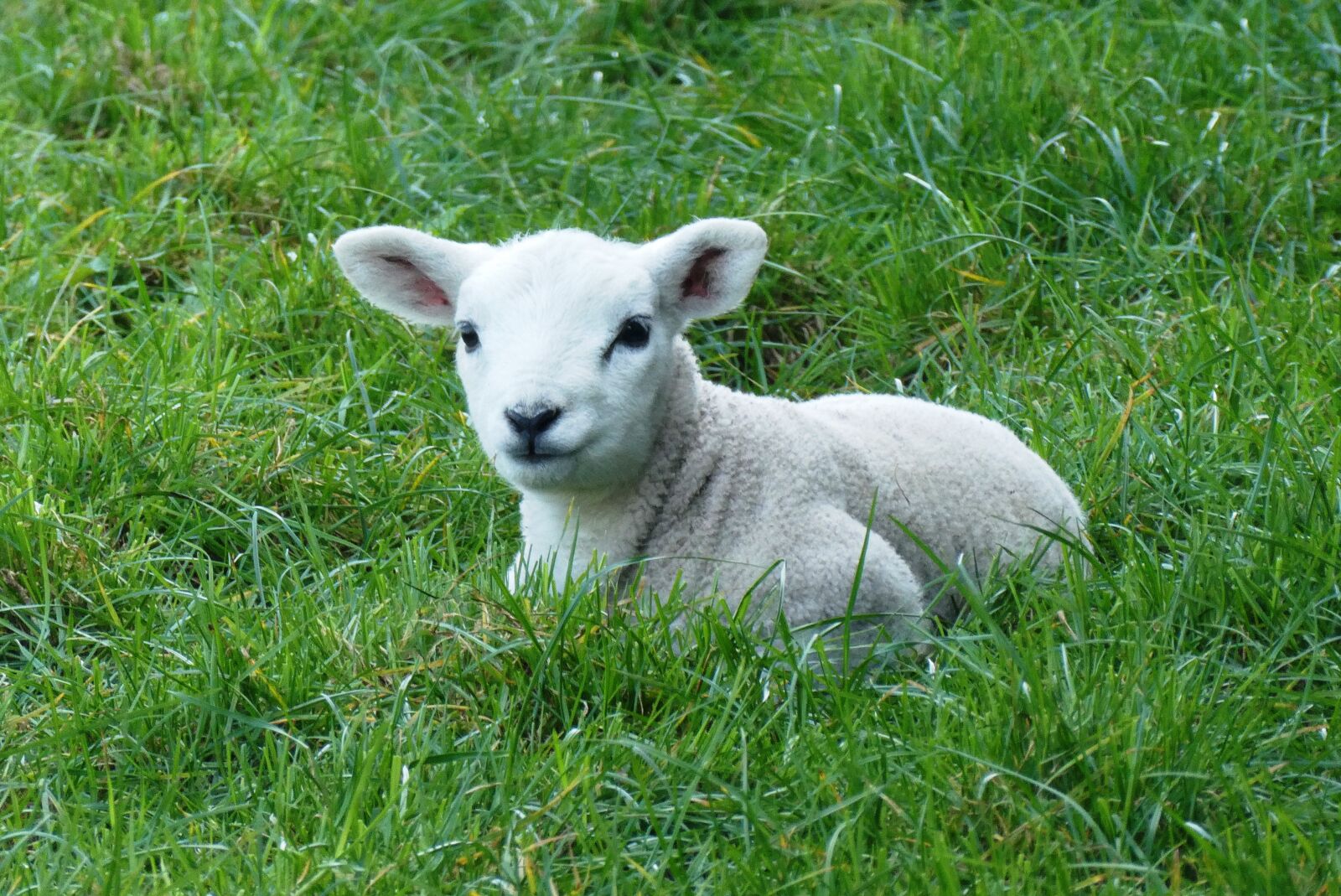 Panasonic Lumix DC-ZS70 (Lumix DC-TZ90) sample photo. Lamb, spring, pasture photography