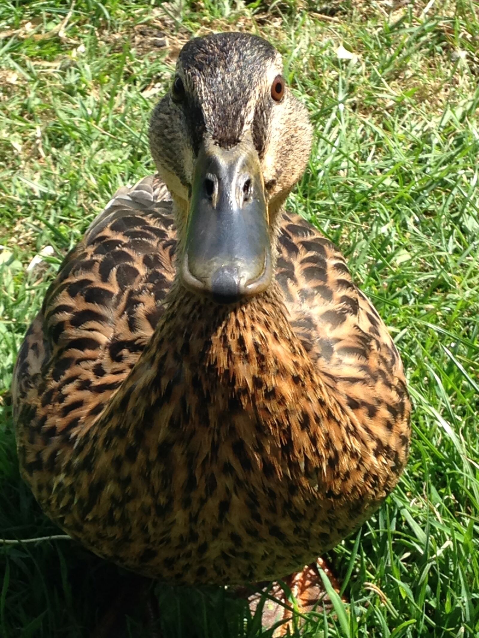 iPhone 5c back camera 4.12mm f/2.4 sample photo. Duck, quack, bird photography