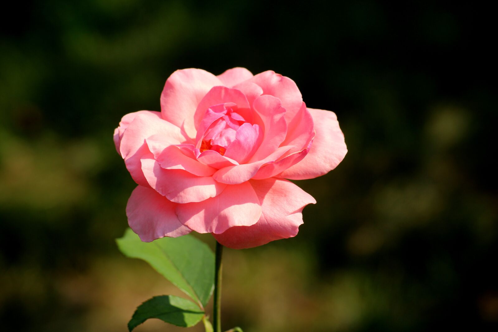 Canon EOS 1200D (EOS Rebel T5 / EOS Kiss X70 / EOS Hi) sample photo. Rose, flower, pink photography