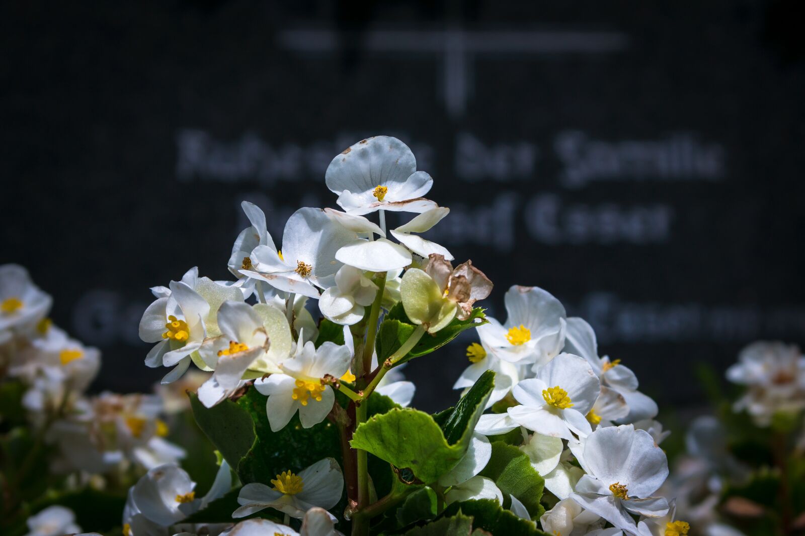 Samsung NX 20-50mm F3.5-5.6 ED sample photo. Ice begonia, grave, cemetery photography