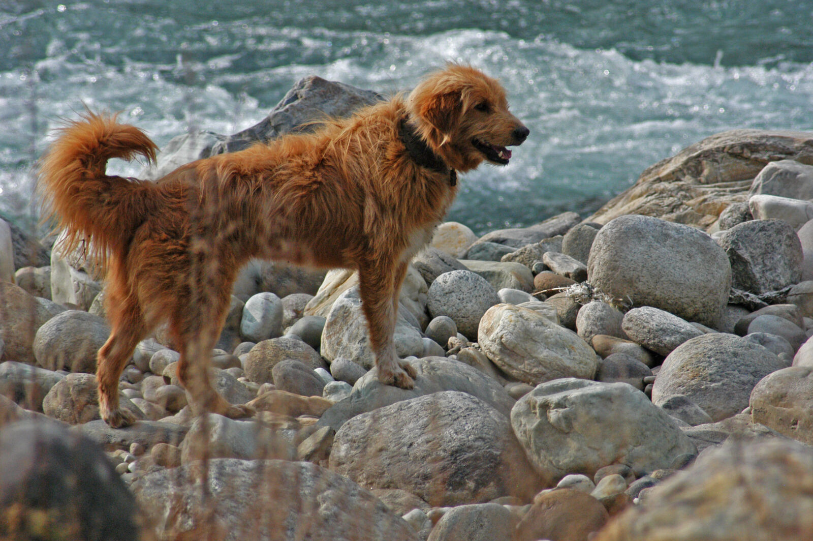 Nikon D100 sample photo. Labrador, dog, near, yhe photography