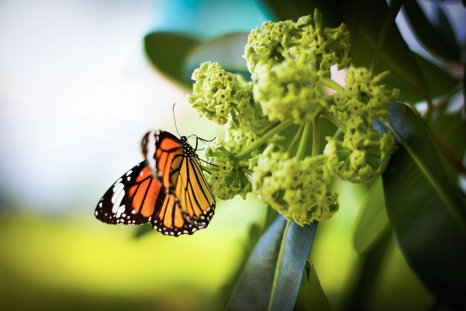 Canon EOS 60D + Canon EF 50mm F1.8 II sample photo. Nature, insect, butterfly photography