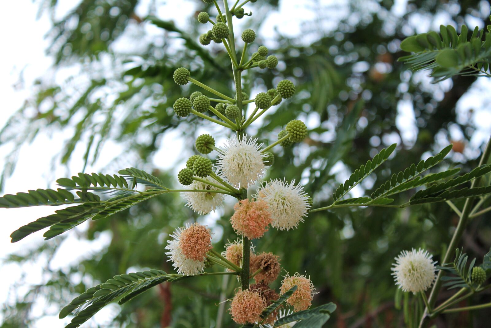 Canon EOS 1100D (EOS Rebel T3 / EOS Kiss X50) sample photo. Levkina siz, legumes, shrub photography
