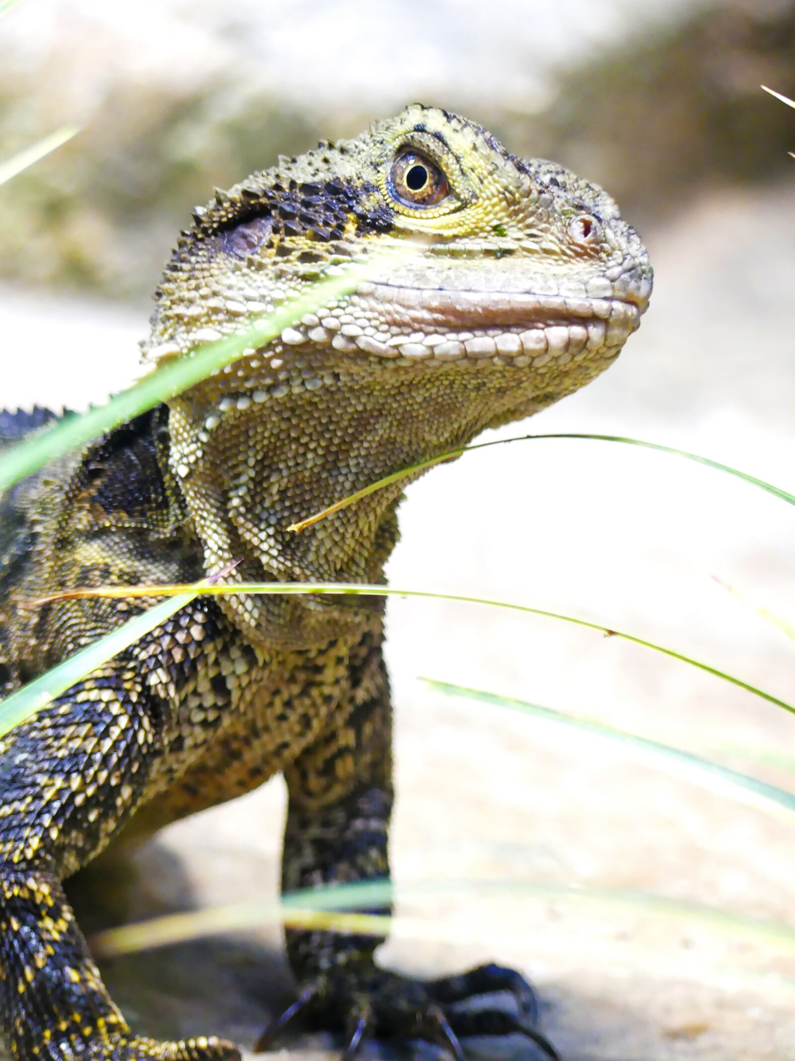 Panasonic Lumix DMC-FZ300 sample photo. Lizard, bearded dragon, reptile photography