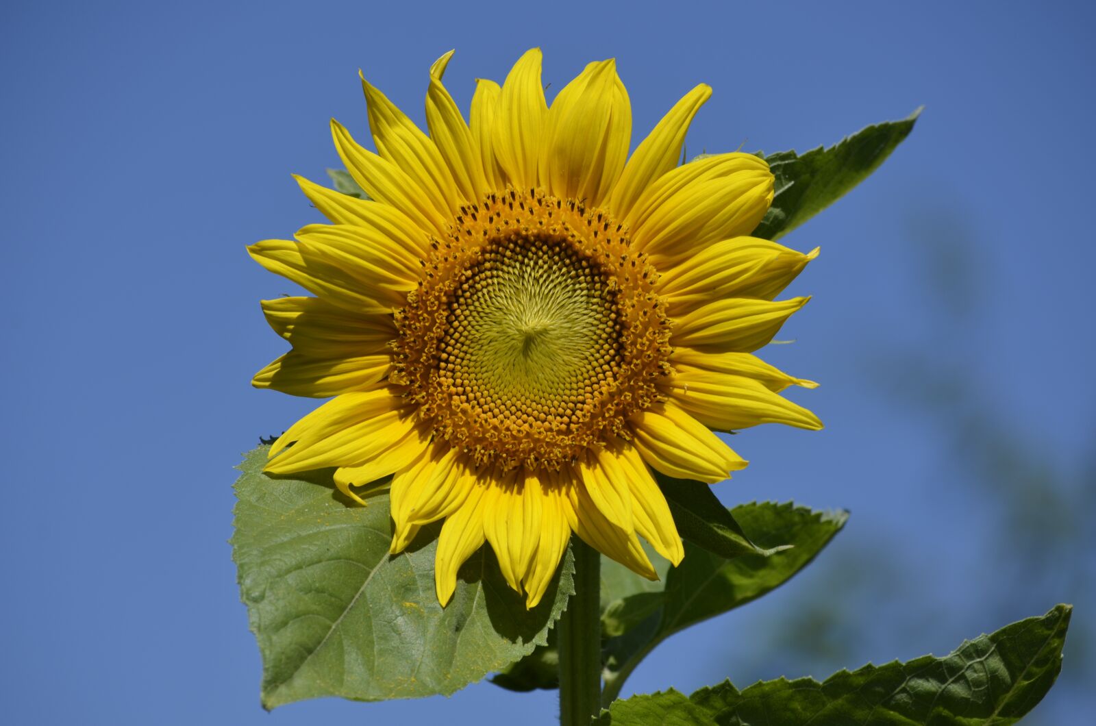 Nikon D5100 sample photo. Sunflower, flower, sun photography
