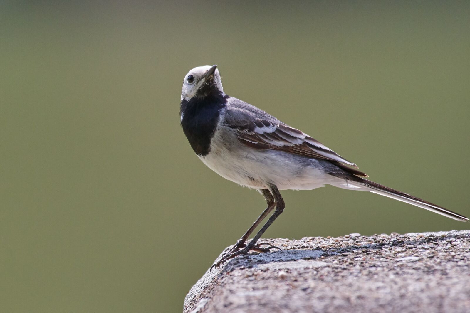 Nikon D500 sample photo. Bird, sparrow, sperling photography