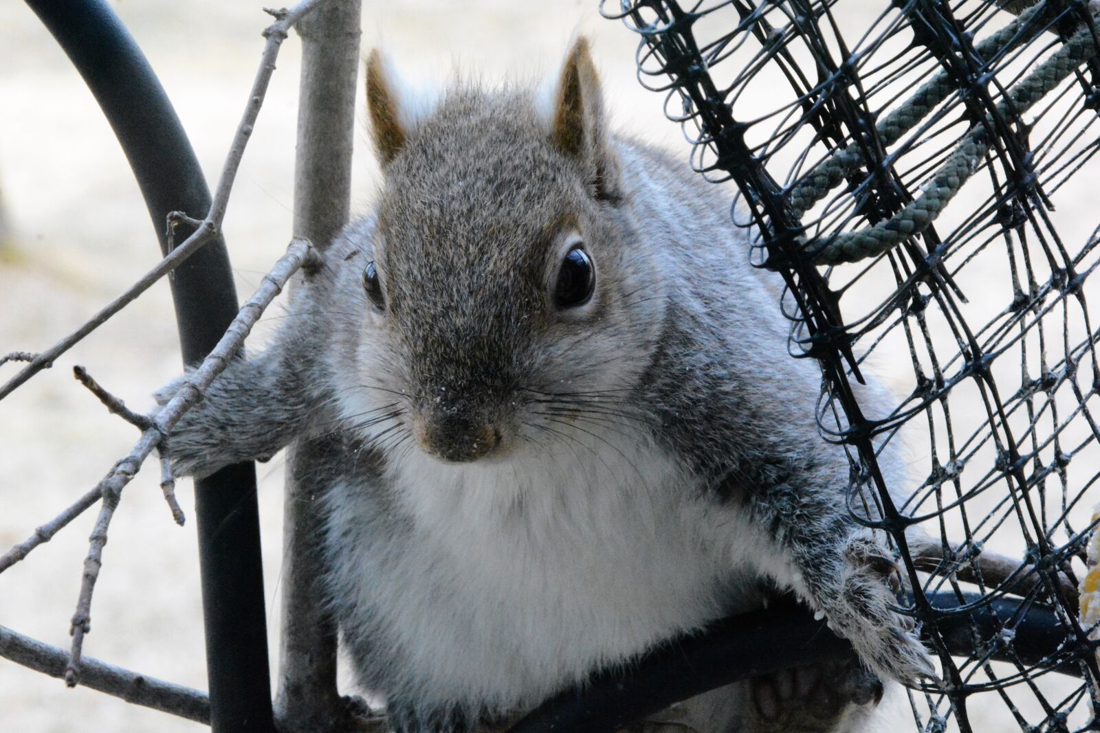 Nikon D7100 sample photo. Squirrel, young, perched photography