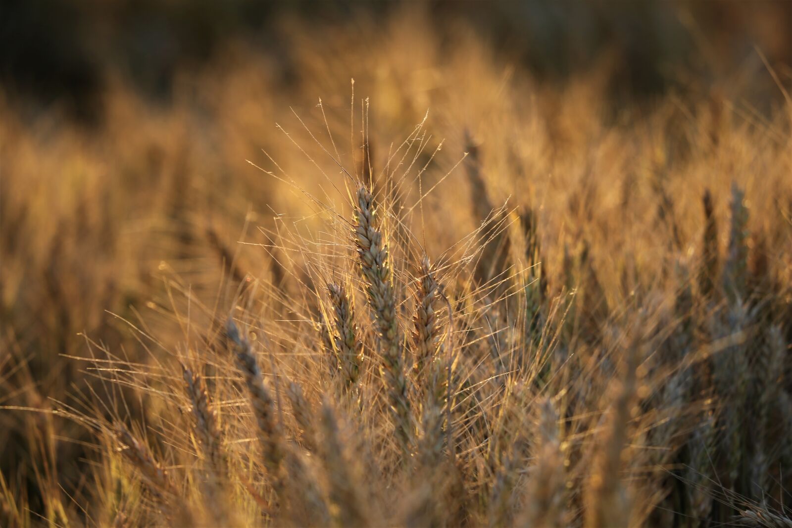 Canon EF 70-300 F4-5.6 IS II USM sample photo. Agriculture, wheat, plant photography