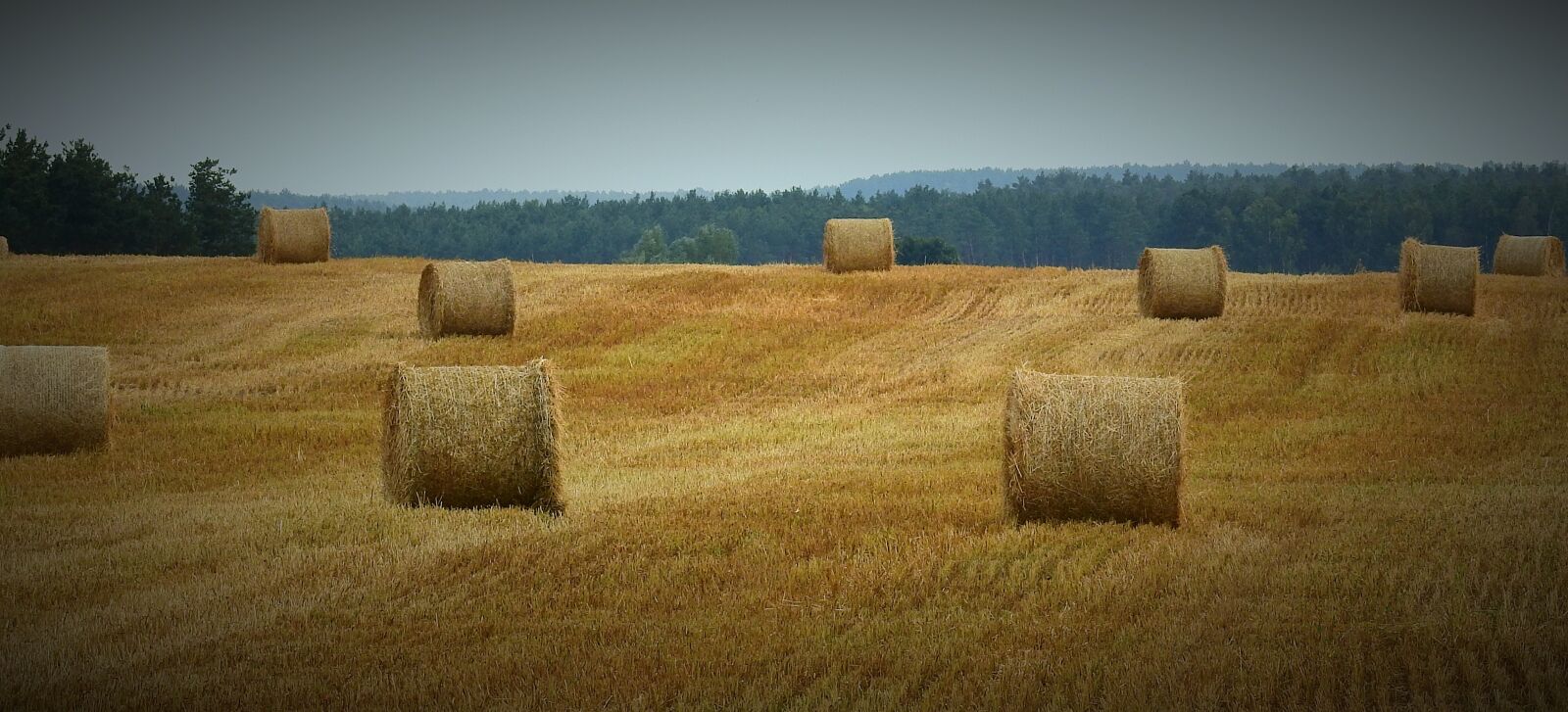 Nikon Coolpix P900 sample photo. Harvest, field, figure photography