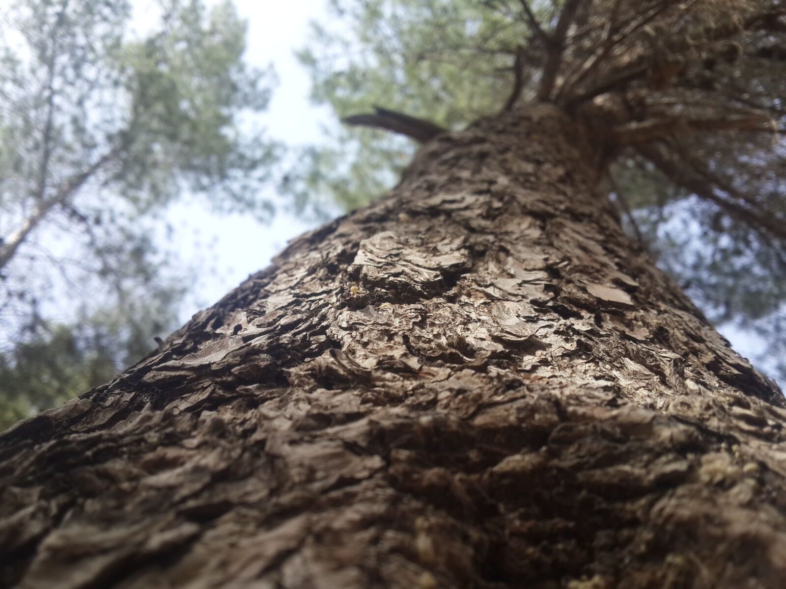 Samsung Galaxy S4 sample photo. Plant, tree photography