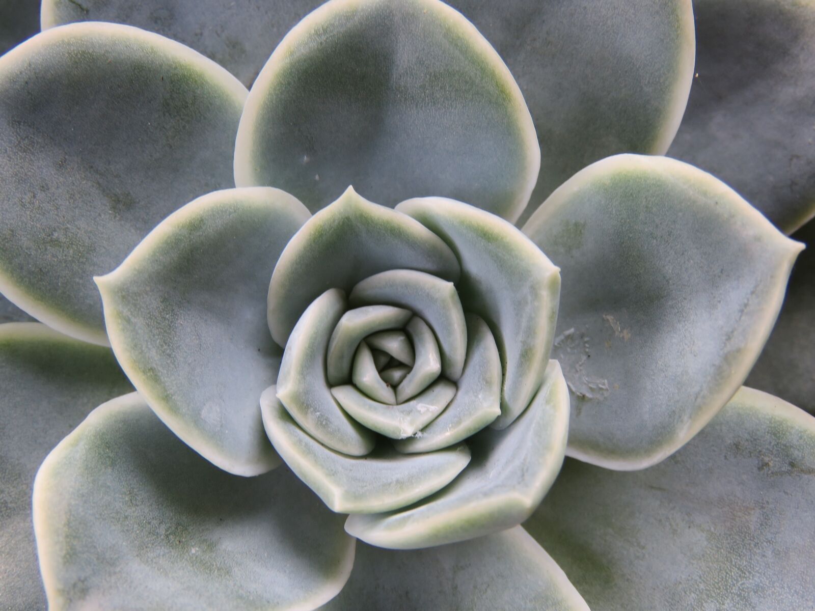 Canon PowerShot SX60 HS sample photo. Succulent, rock rose, grey photography