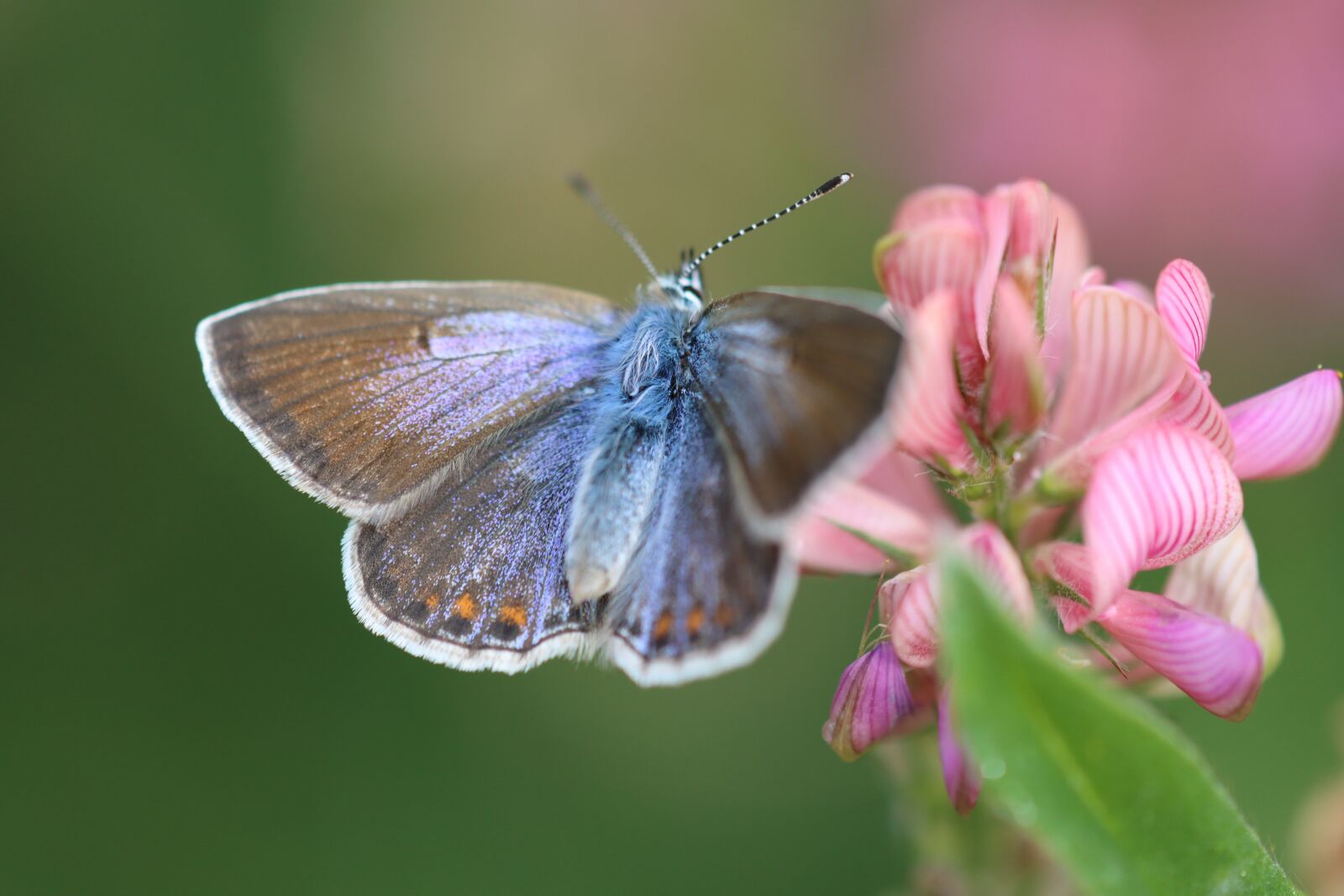 Canon EOS 90D sample photo. Drexel, common blue, butterfly photography
