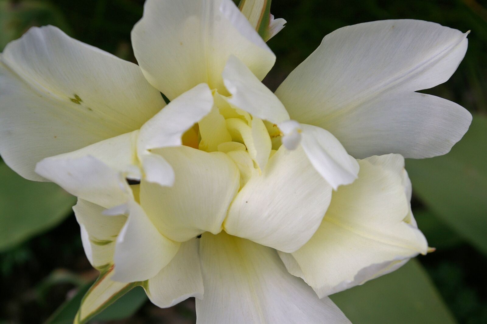 Pentax *ist DL2 sample photo. Tulips, white tulips, white photography