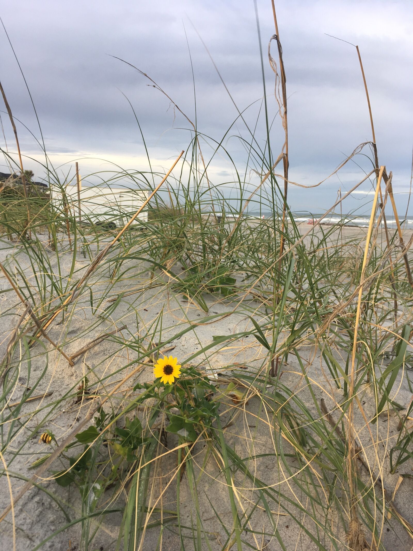 Apple iPhone SE sample photo. Beach, daisy, dune photography