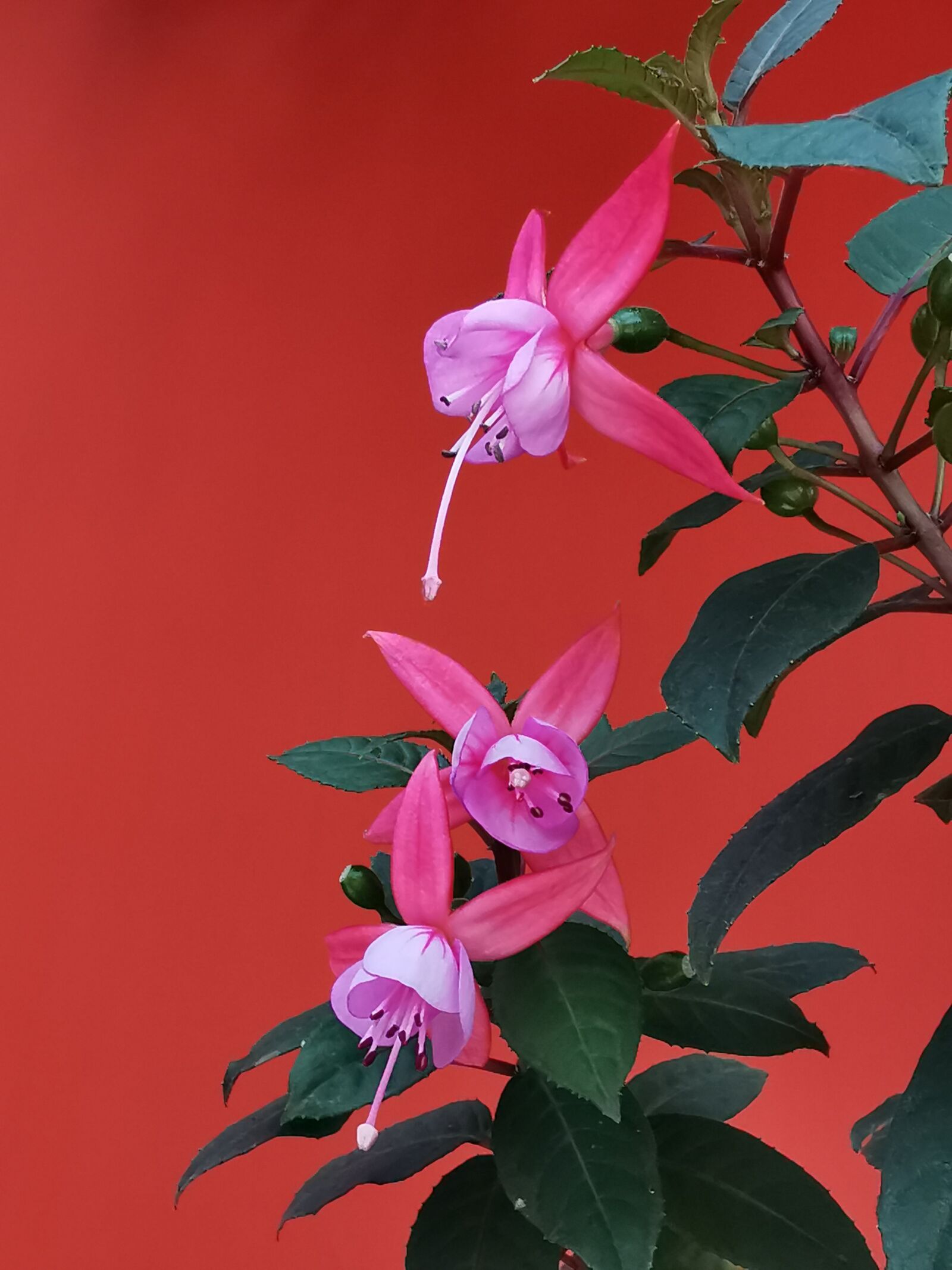 HUAWEI P30 Pro sample photo. Pink, flowers, hanging photography