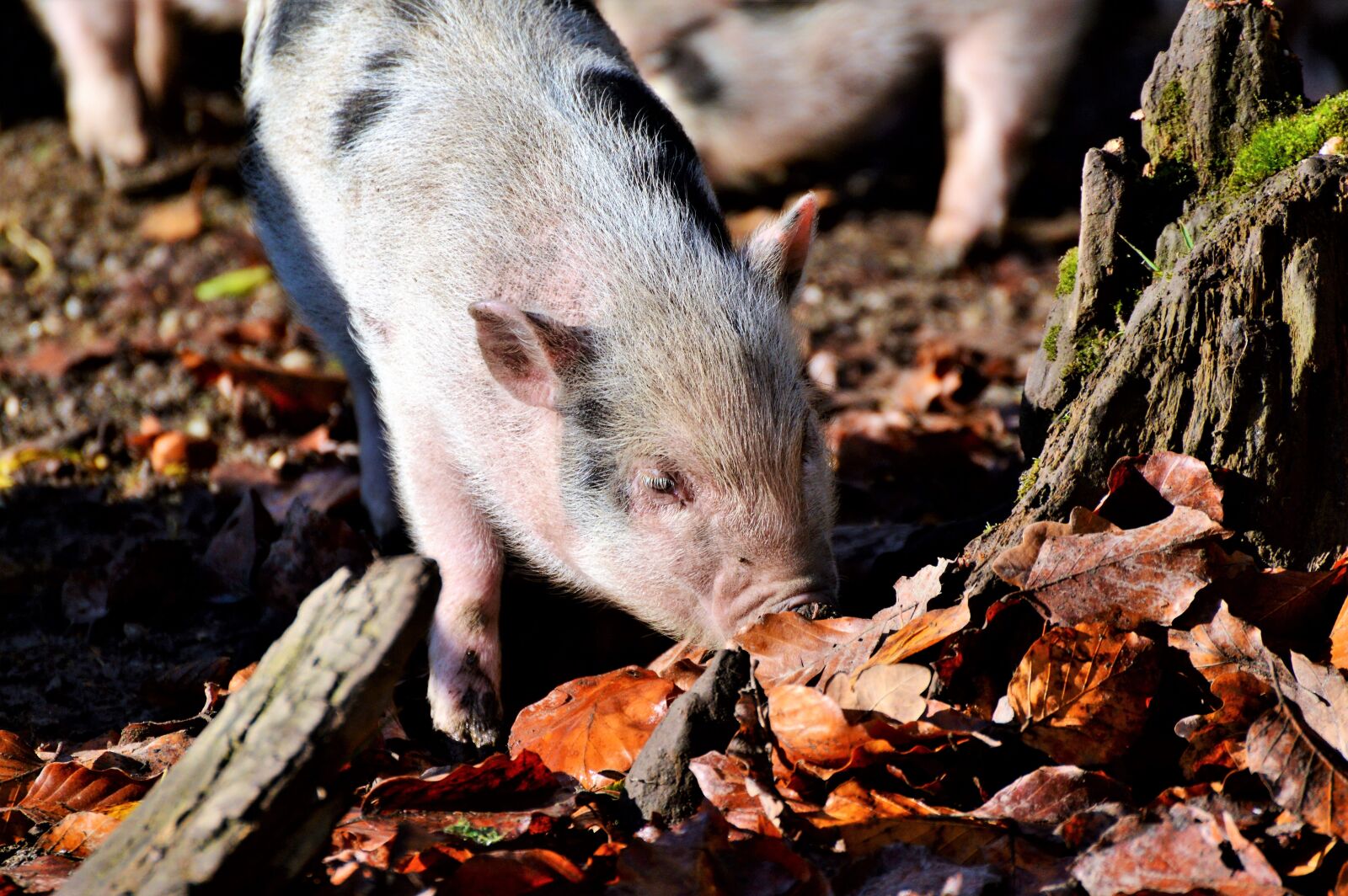 Nikon D3200 sample photo. Pot bellied pig, pig photography