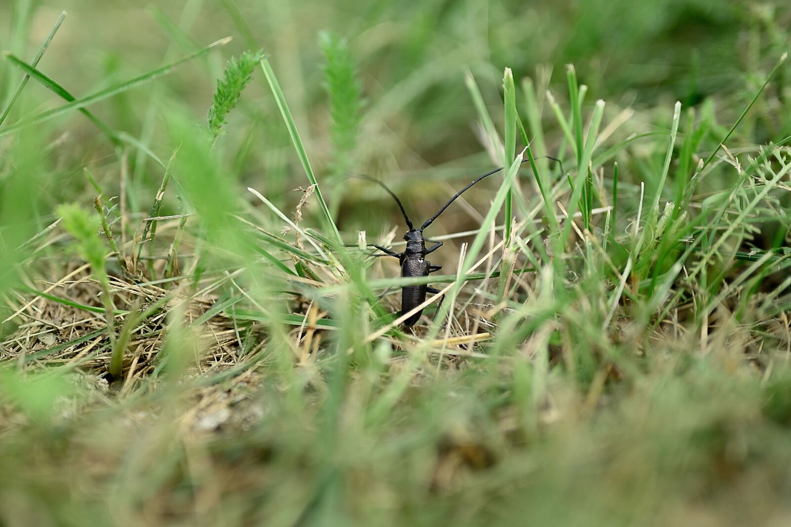 Nikon Nikkor Z 50mm F1.8 S sample photo. Grass, strigun, beetle photography