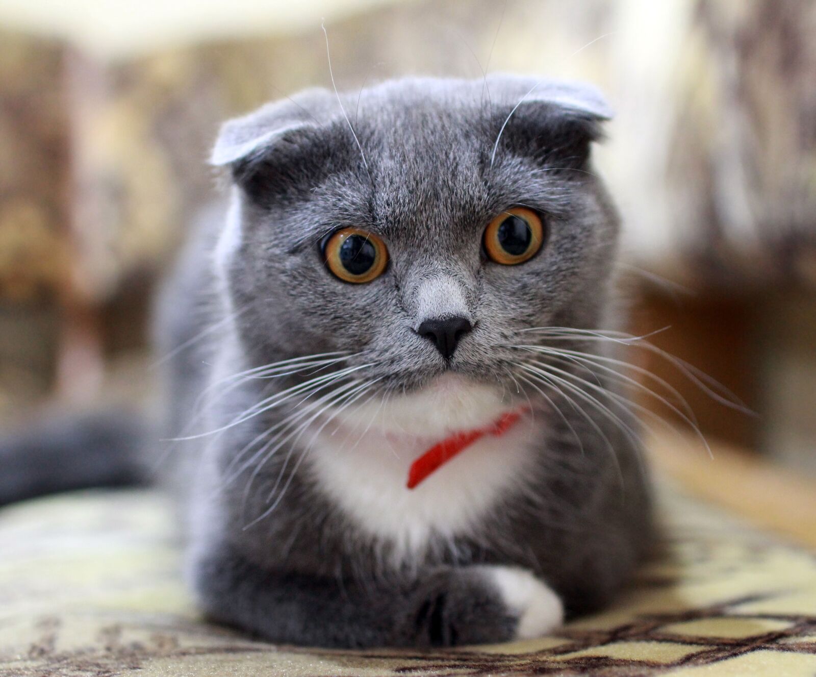 Canon EOS 60D sample photo. Cat, british, surprise photography