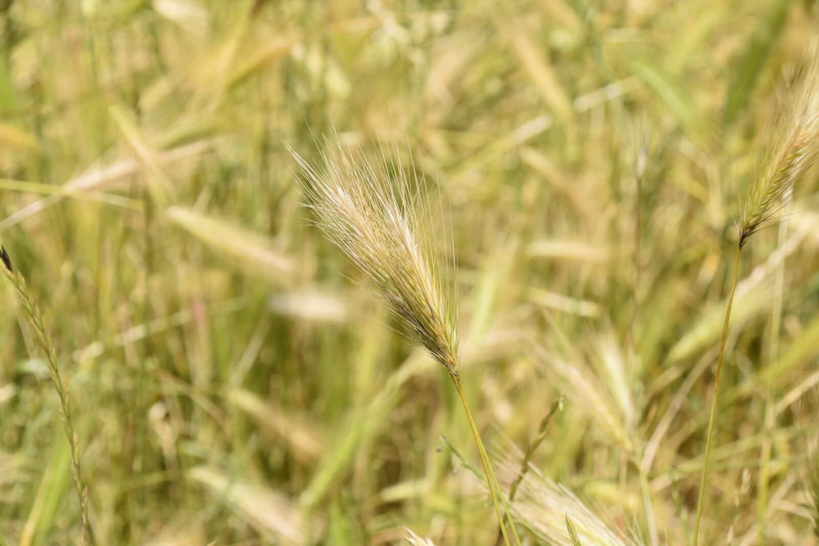 Nikon D5600 sample photo. Wheats, wheat fields, strand photography