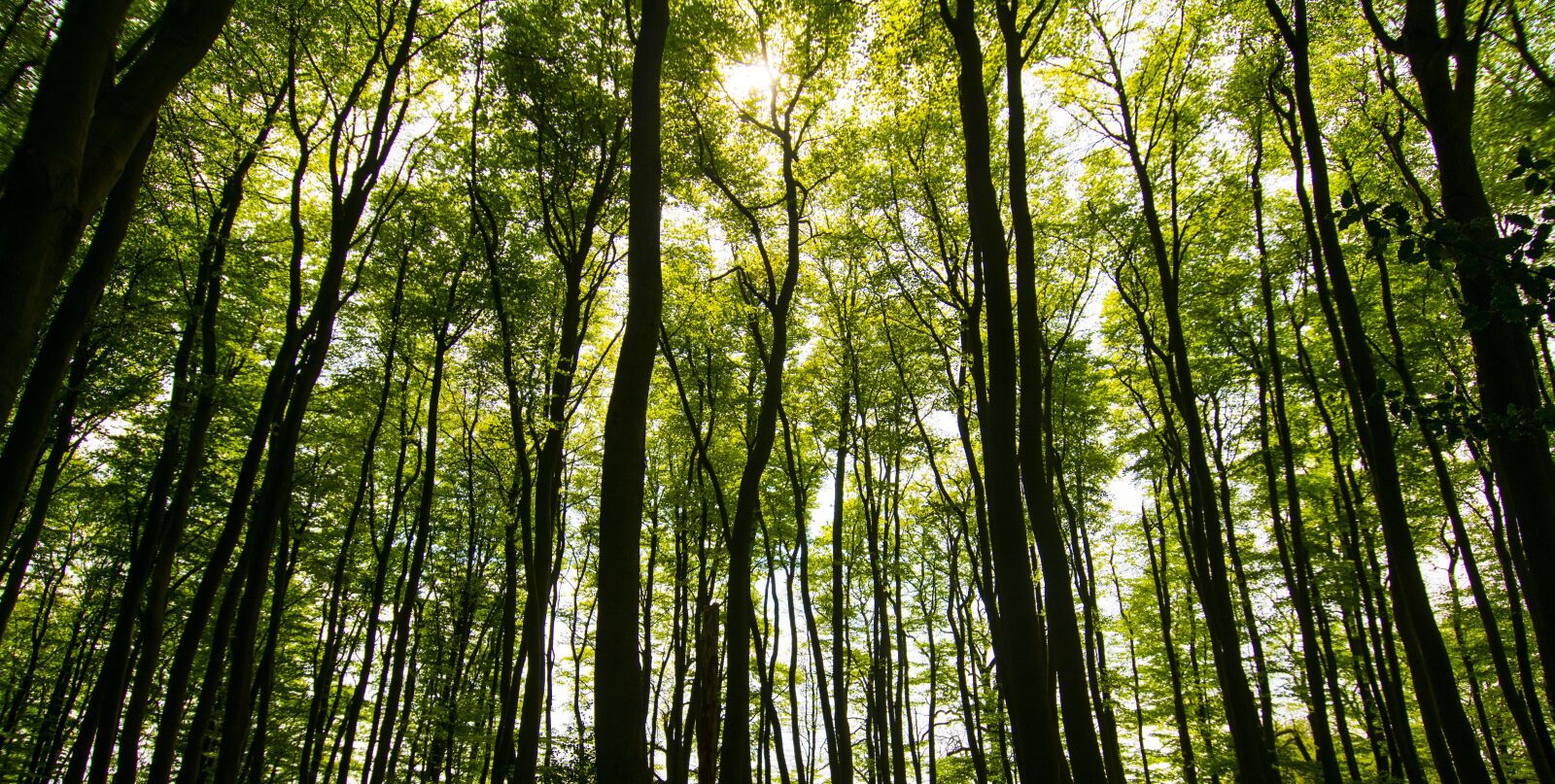 Nikon D7100 sample photo. Trees, sunlight, summer photography