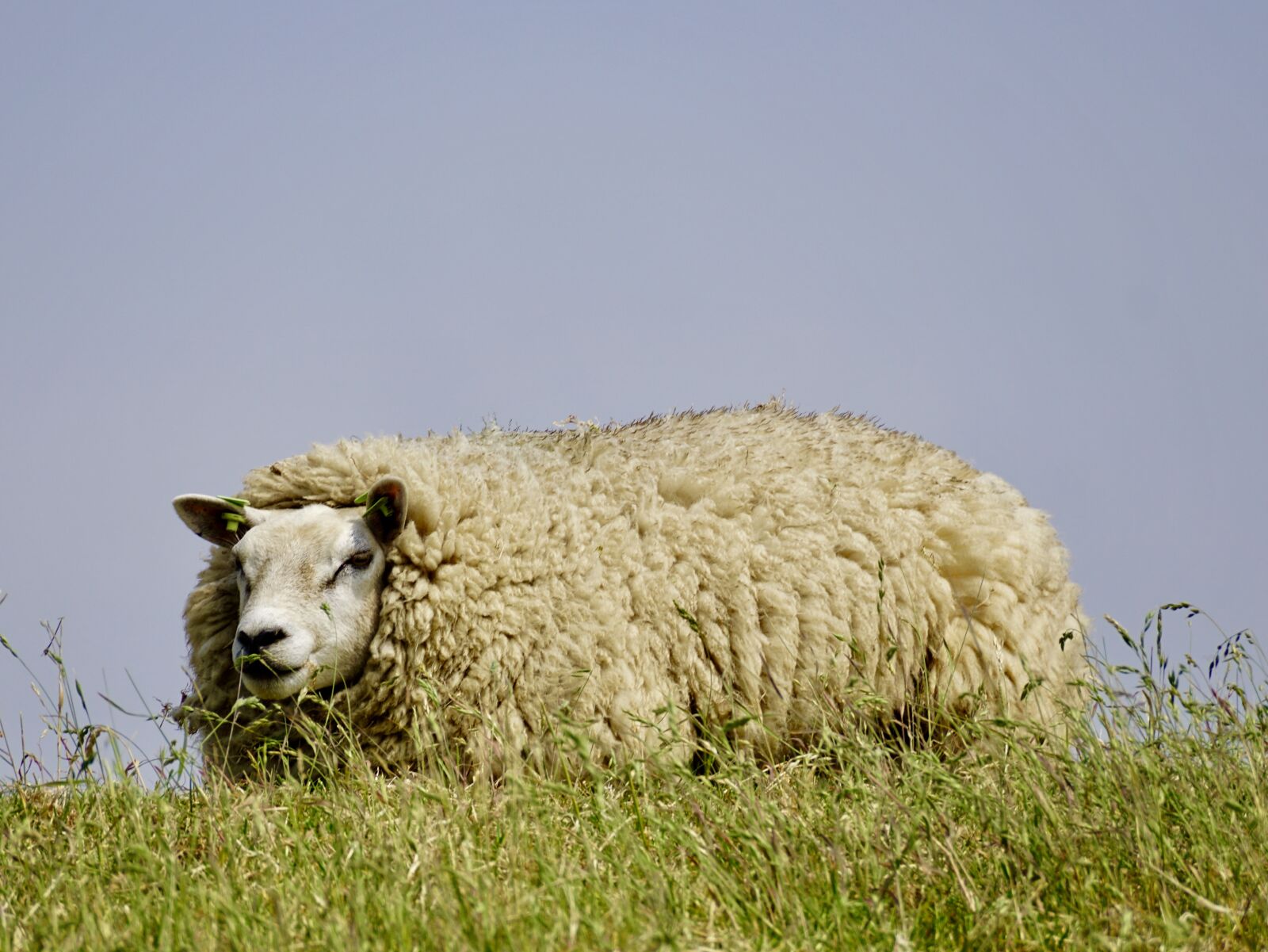 Sony DT 55-300mm F4.5-5.6 SAM sample photo. Sheep, wool, concerns photography