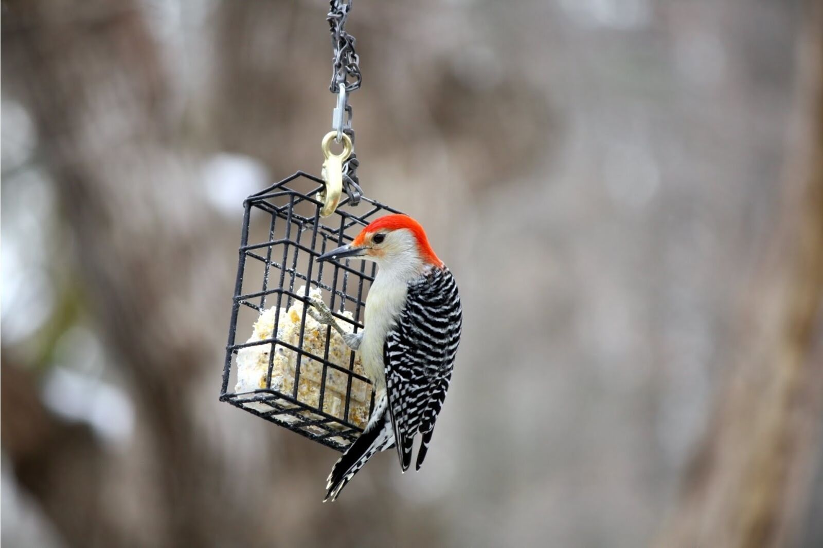 Canon EOS 1000D (EOS Digital Rebel XS / EOS Kiss F) sample photo. Bird, wildlife, nature photography