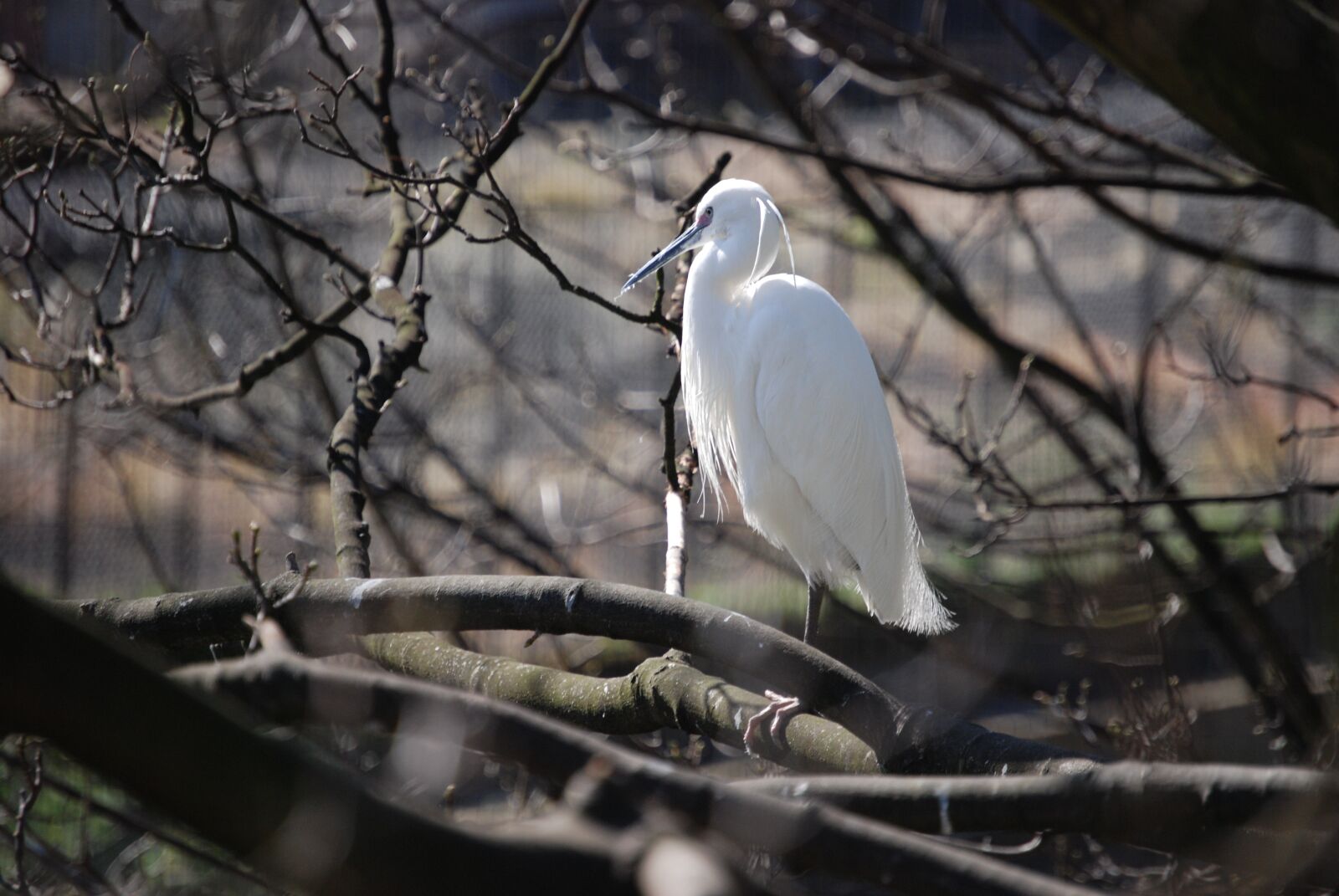 Nikon D80 sample photo. Egret, perch, outside photography