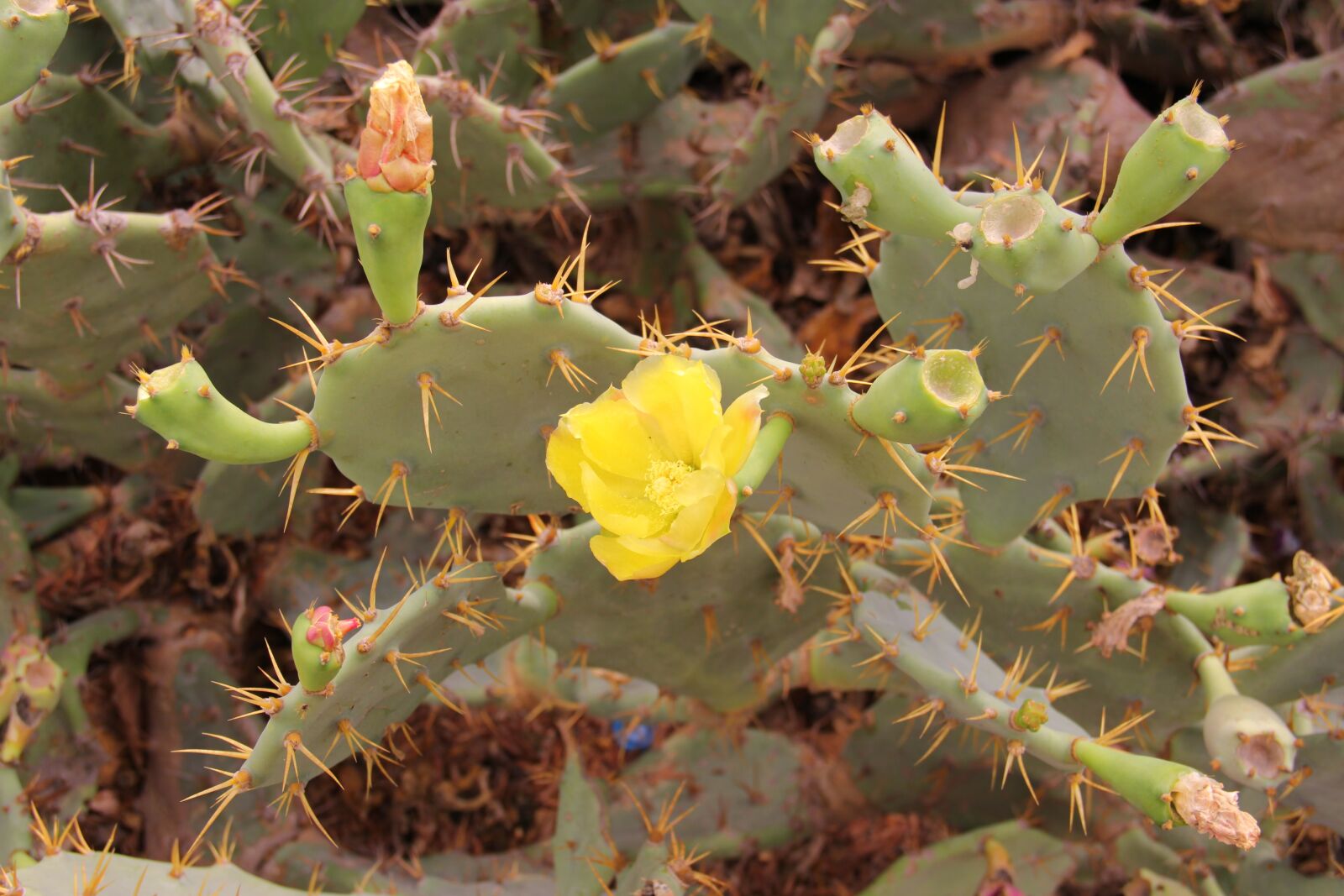 Canon EOS 60D sample photo. Plant, cactus, nature photography