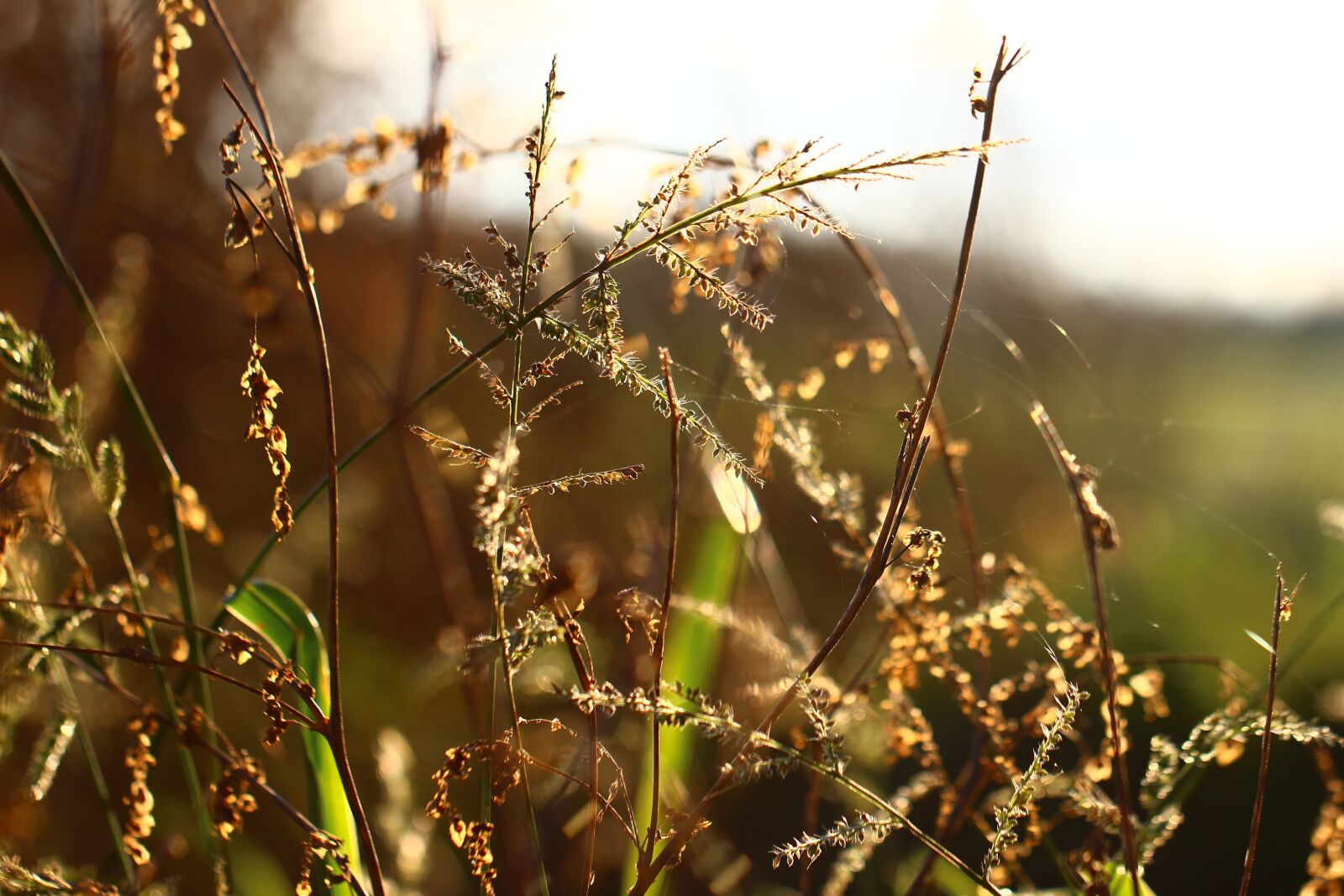 Canon EOS 600D (Rebel EOS T3i / EOS Kiss X5) + Canon EF 100mm F2.8L Macro IS USM sample photo. Grass, backlighting, sun photography