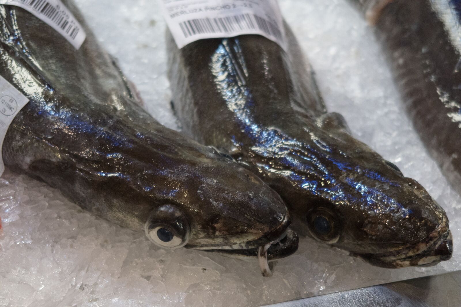 Canon PowerShot G7 X Mark II sample photo. Fish, market, seafood photography
