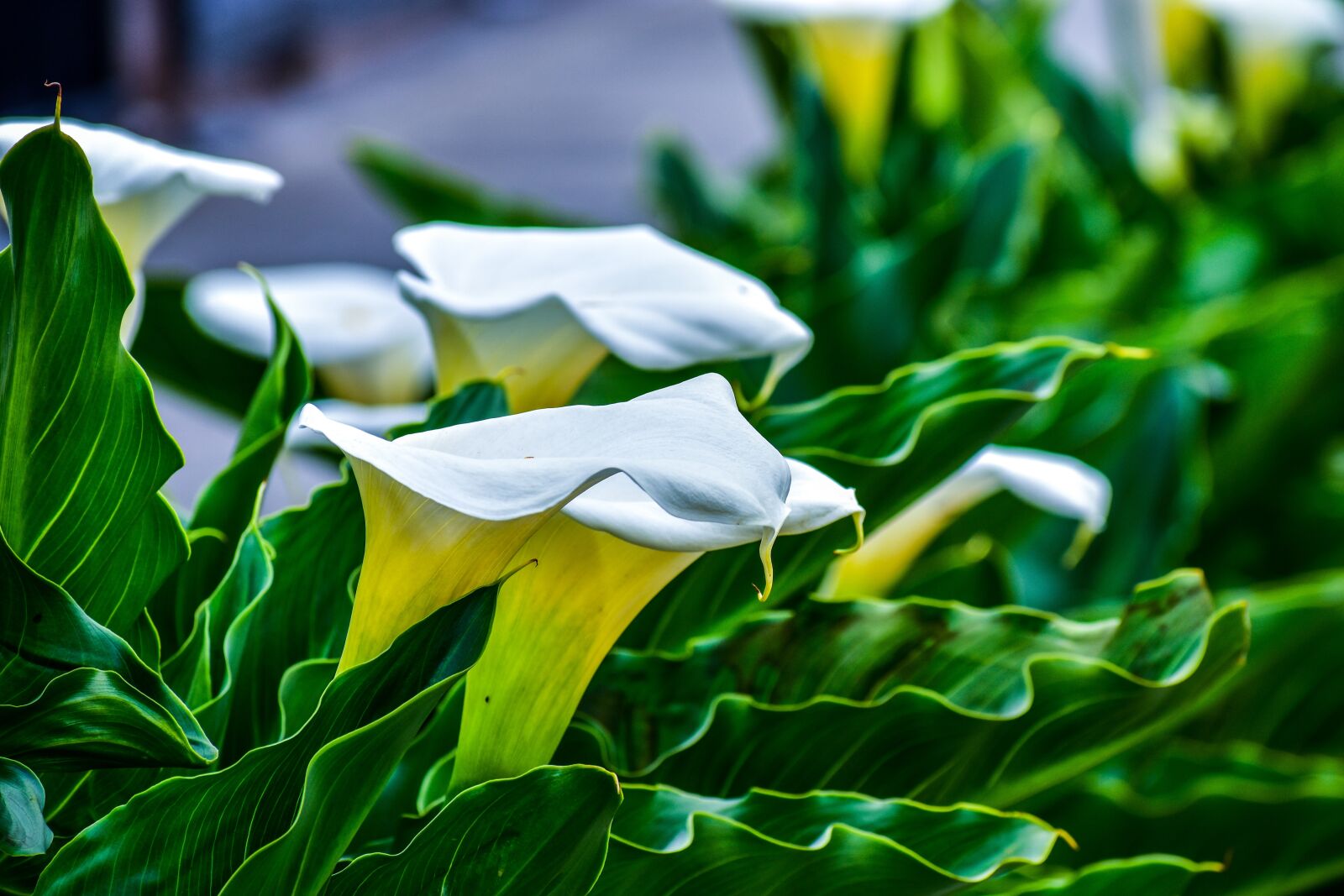 Nikon D3400 sample photo. Flower, nature, plant photography