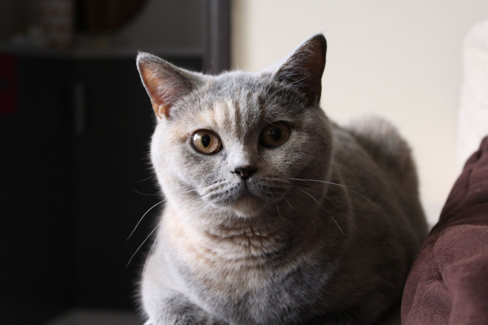 Canon EOS 600D (Rebel EOS T3i / EOS Kiss X5) sample photo. Cat, briton, little kitty photography