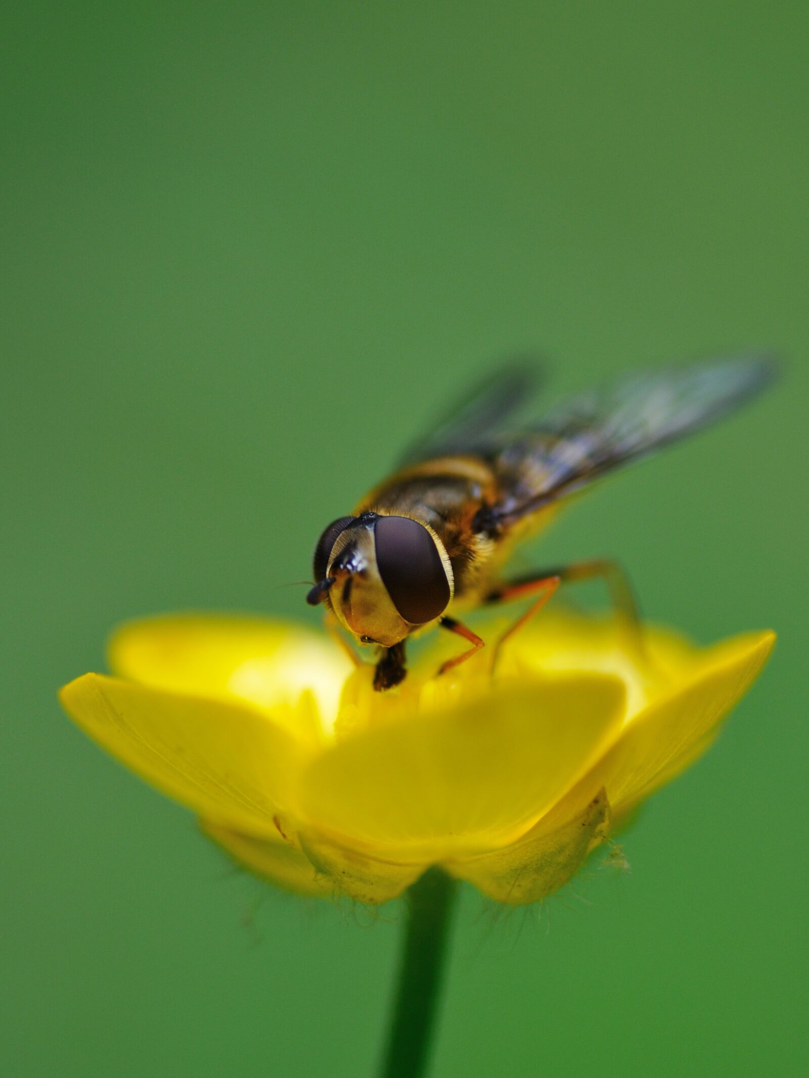 Nikon D300 sample photo. Hoverfly, insect, forage photography