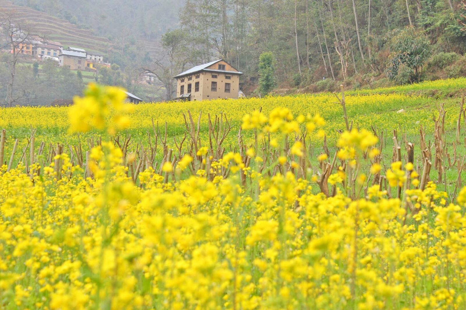 Canon EOS 600D (Rebel EOS T3i / EOS Kiss X5) sample photo. Mustard, flower, village, village photography