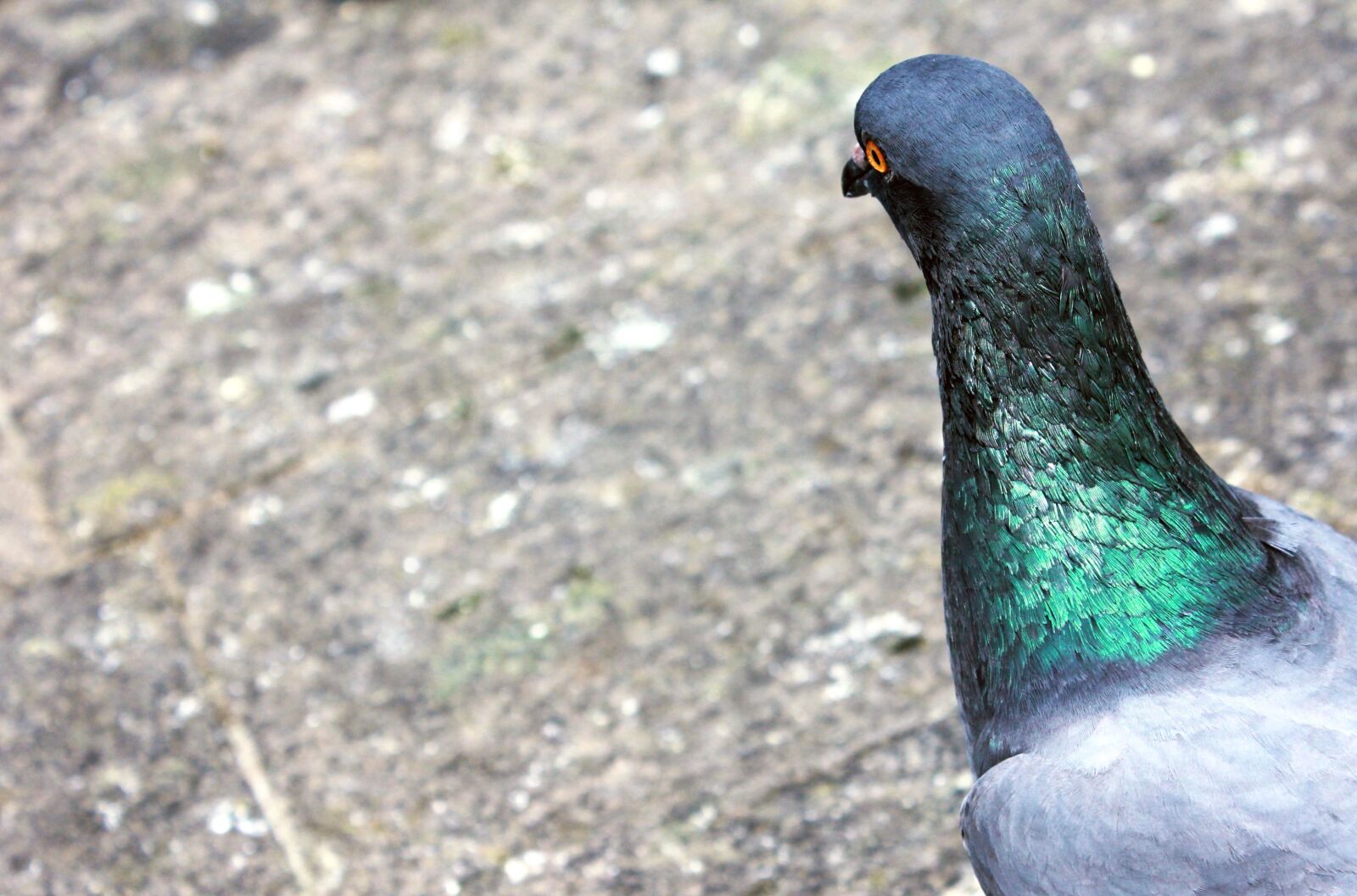 Canon EOS 550D (EOS Rebel T2i / EOS Kiss X4) sample photo. Pigeon, black, head, dove photography