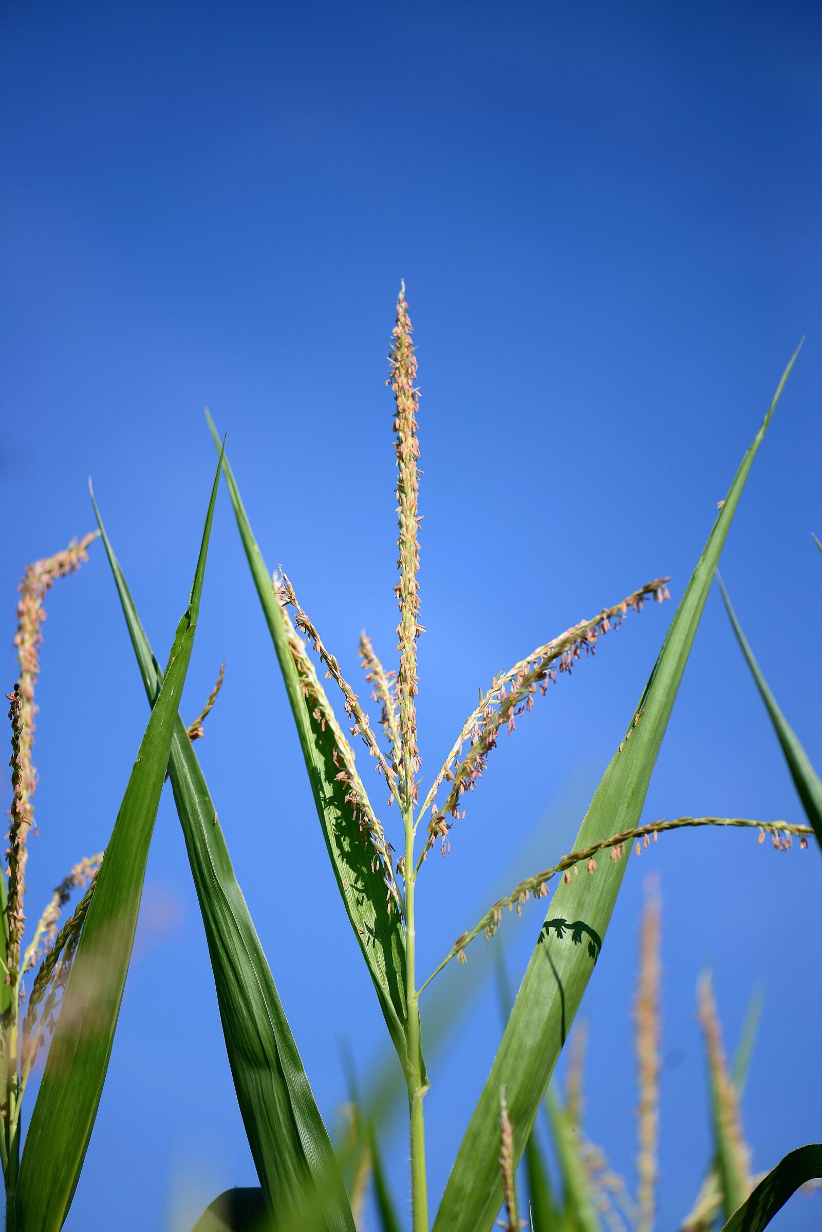 Nikon D610 sample photo. Corn stalk, flag, seeds photography