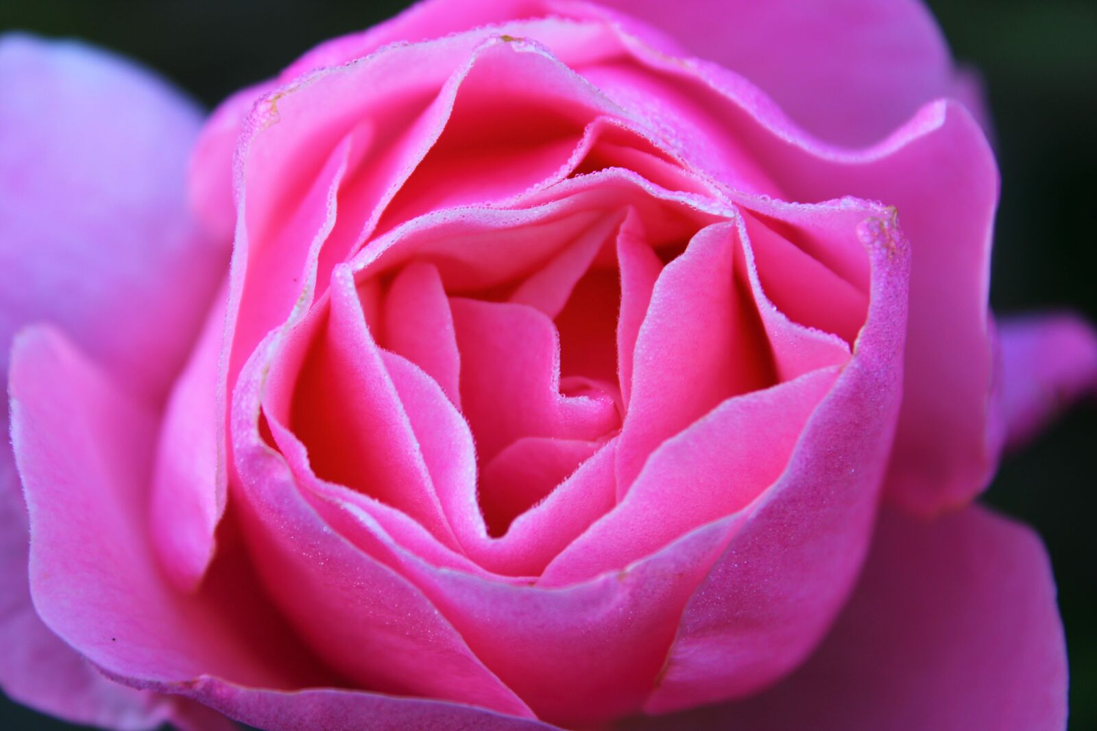 Canon EOS 2000D (EOS Rebel T7 / EOS Kiss X90 / EOS 1500D) sample photo. Pink rose, dew drops photography