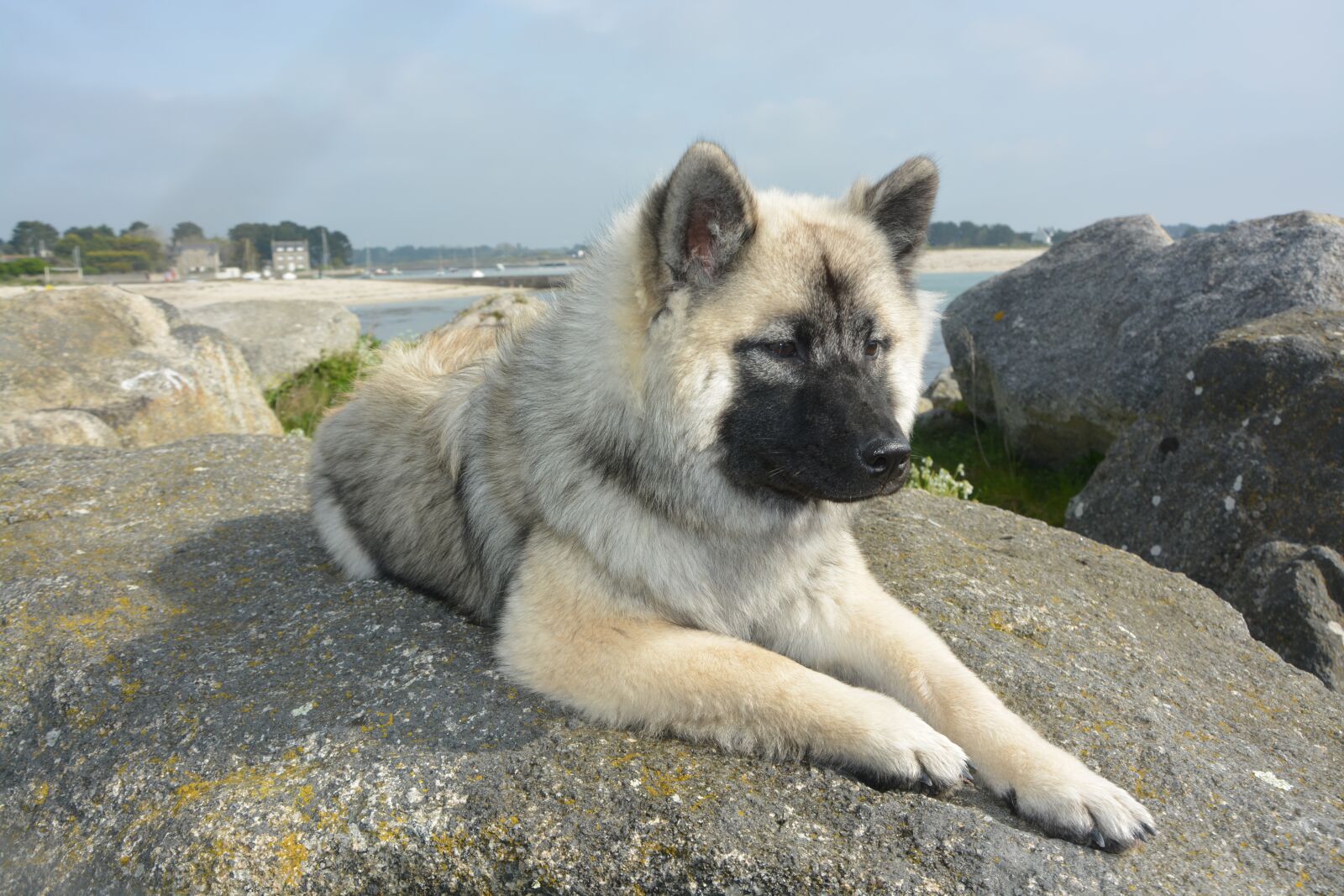 Nikon D5200 sample photo. Dog, bitch lying, bitch photography