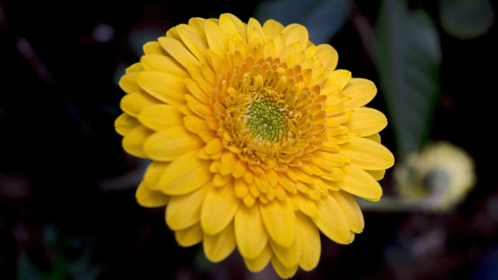 Sony SLT-A57 sample photo. Flower, yellow, bloom photography