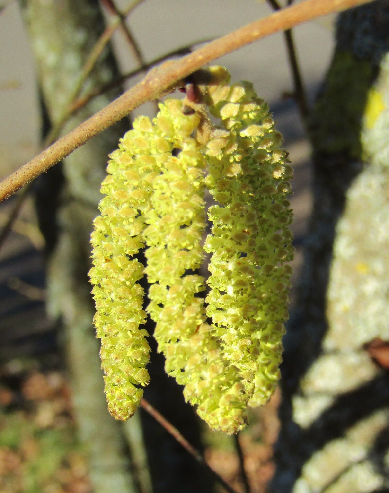Canon POWERSHOT SX432 IS sample photo. Hazel flowers, hazel bloom photography