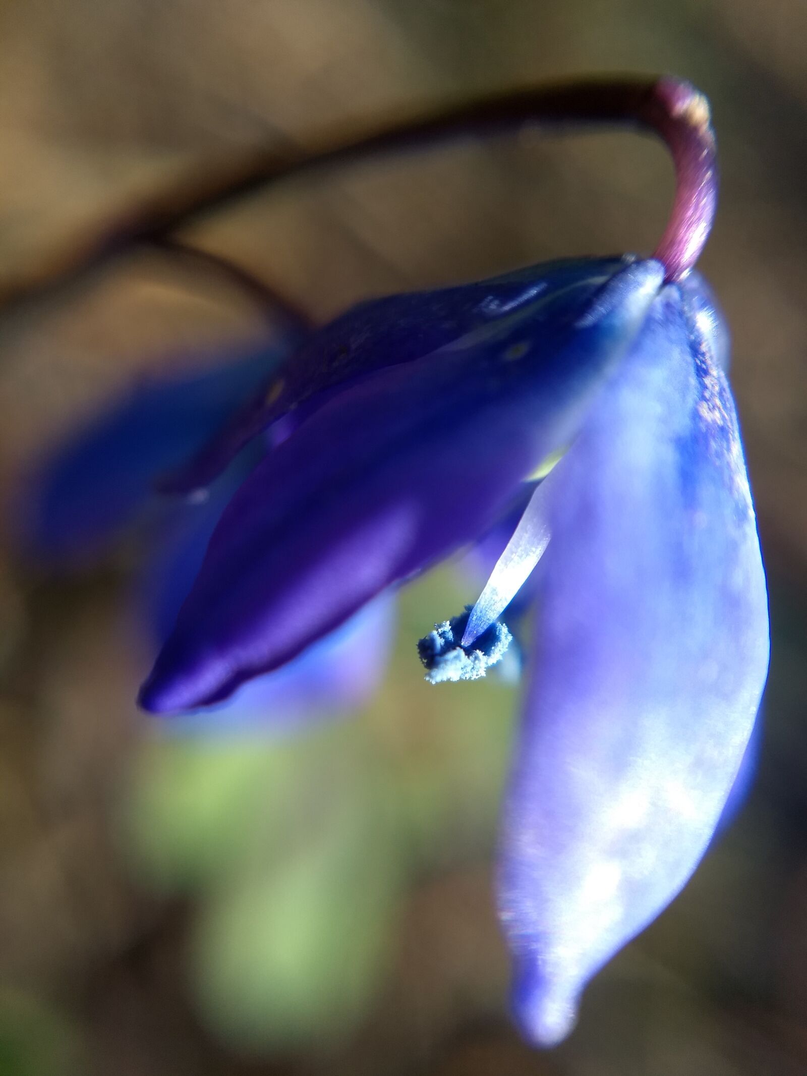 Motorola Moto G (5) Plus sample photo. Lemuria, flower, blue photography