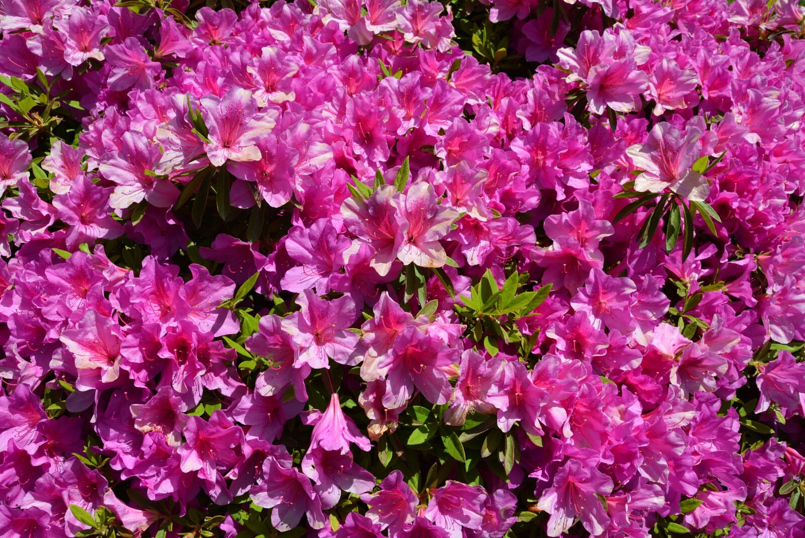 Nikon D7100 sample photo. Azalea, flower, spring photography
