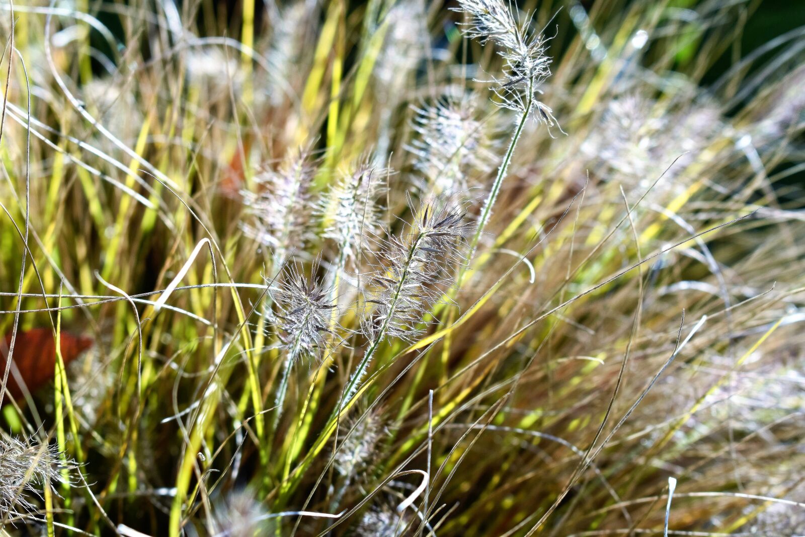 Nikon D5500 sample photo. Bearskin grass, grass, plant photography