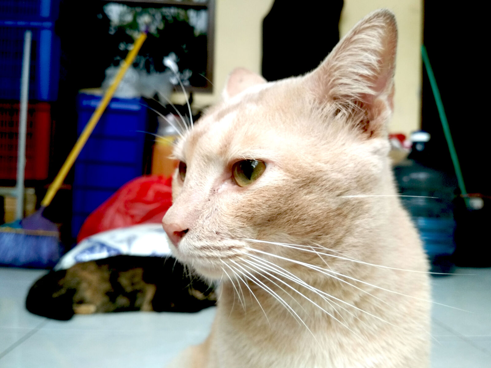 Xiaomi Redmi 4X sample photo. Adobe, photoshop, animal, big photography