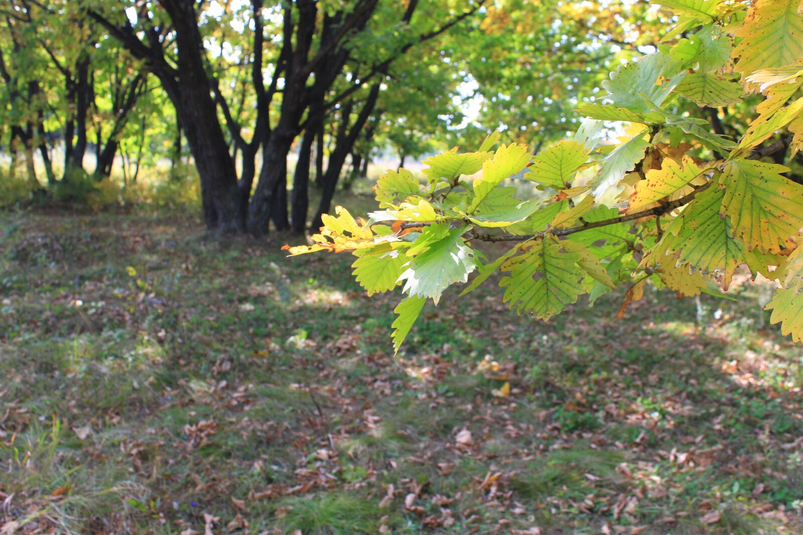 Canon EOS 650D (EOS Rebel T4i / EOS Kiss X6i) sample photo. Autumn, nature, forest photography