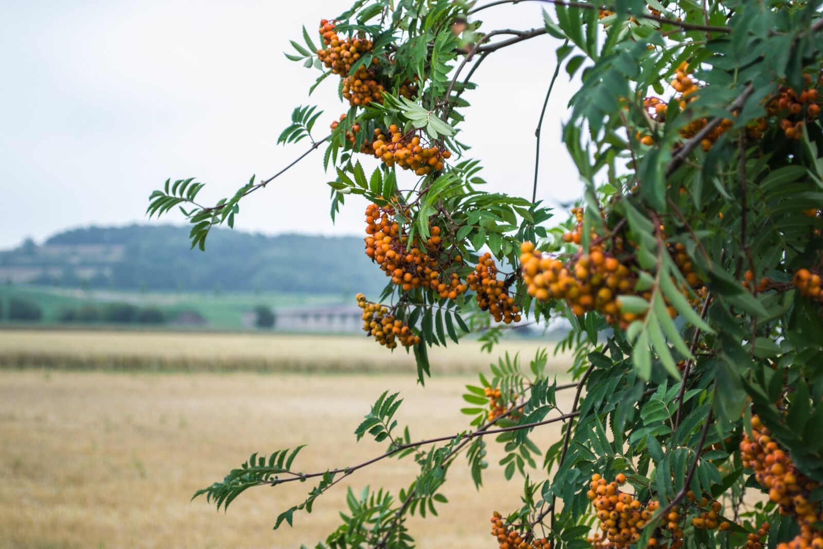 Nikon D3100 sample photo. Rowanberries, berries, nature photography