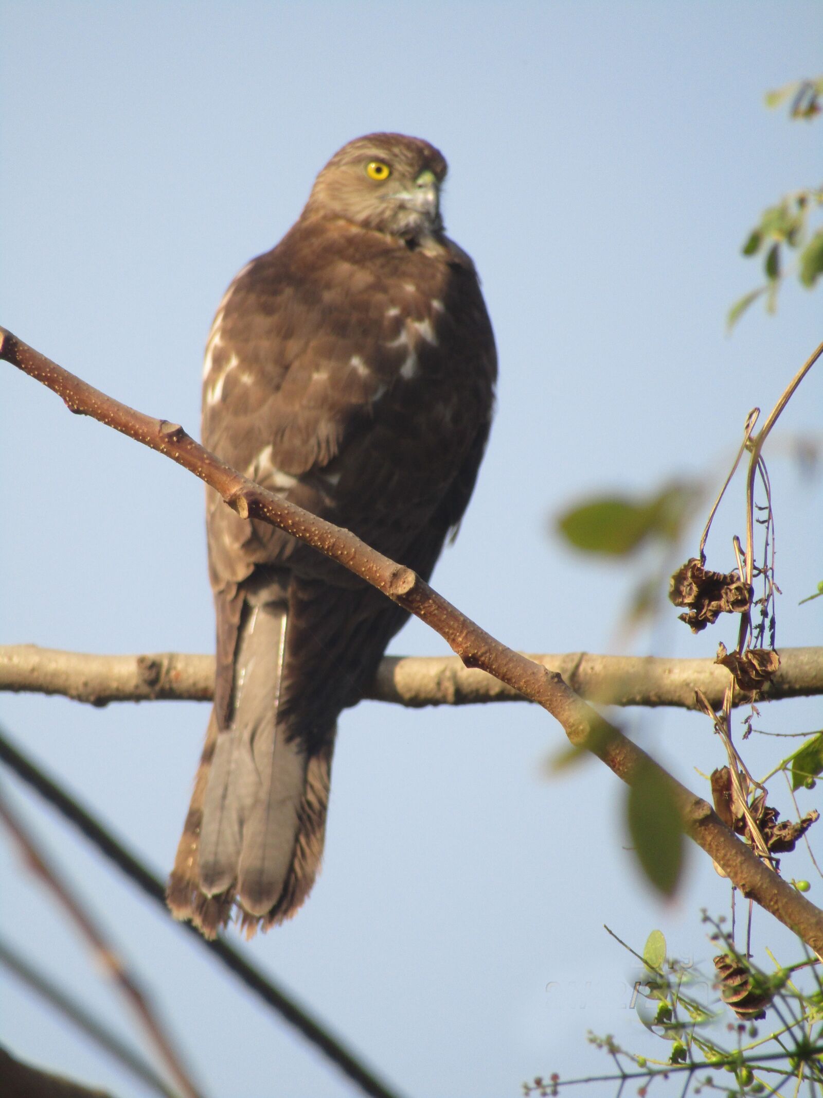Canon POWERSHOT SX430 IS sample photo. Buzzard, eyes, feather photography