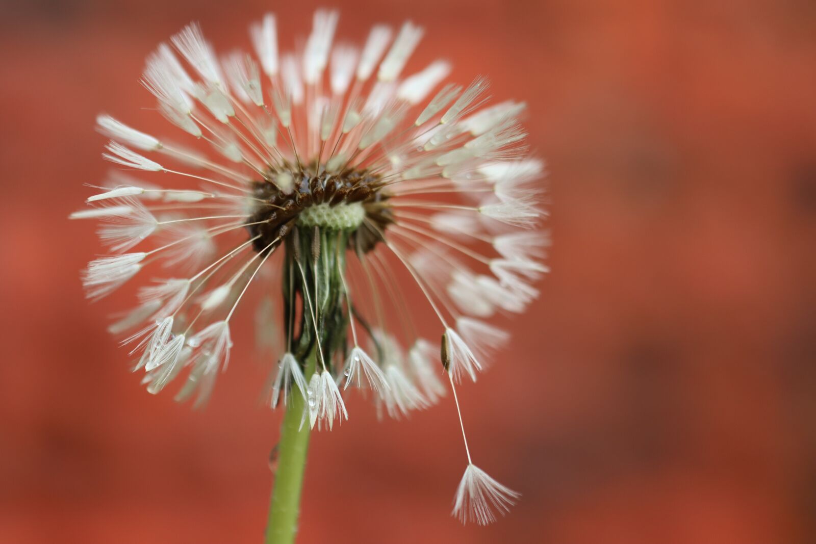 Canon EOS 90D sample photo. Dandelion, spring, seeds photography