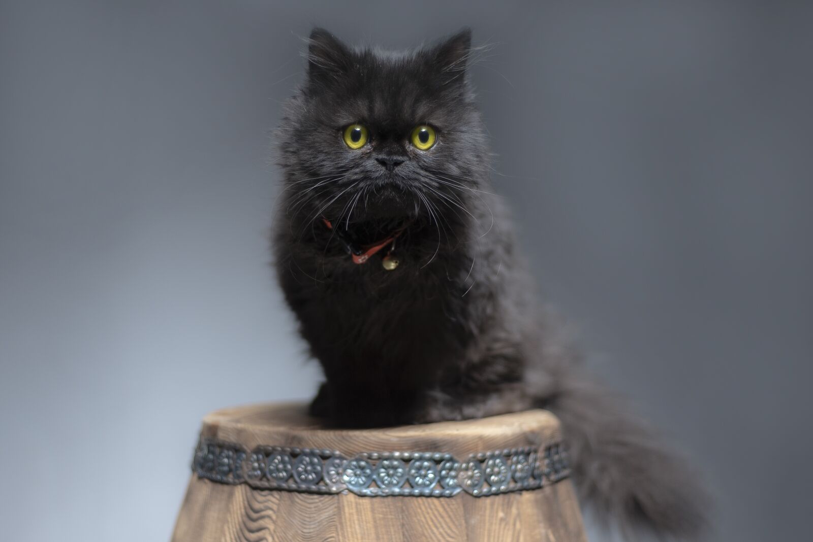 Nikon D750 sample photo. Cat, black, eye photography